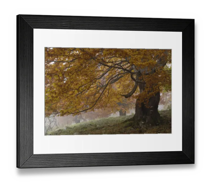 Framed Print : Old beech trees (Fagus sp) in autumn, Piatra Craiului National Park, Transylvania Framed Print : Old beech trees (Fagus sp) in autumn, Piatra Craiului National Park, Transylvania