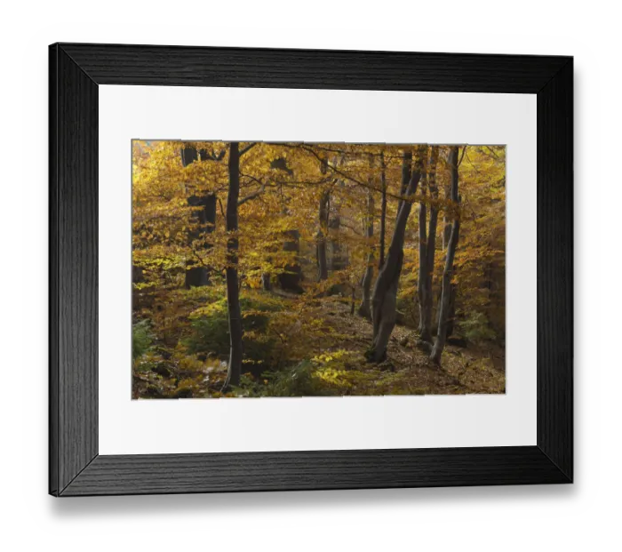 Framed Print : Beech (Fagus sp) forest in autumn, Piatra Craiului National Park, Transylvania, Southern Framed Print : Beech (Fagus sp) forest in autumn, Piatra Craiului National Park, Transylvania, Southern