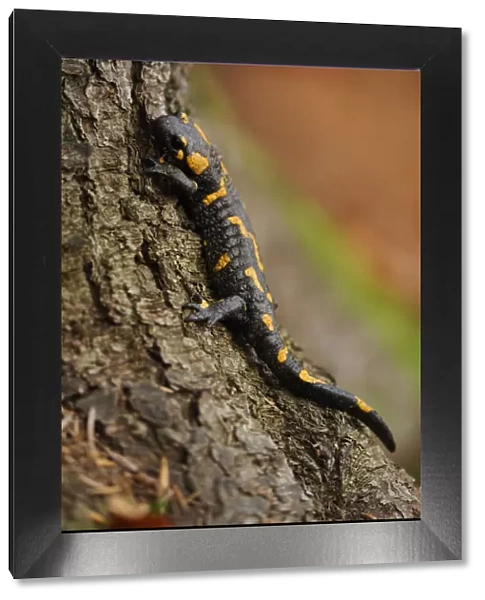 European  /  Fire salamander (Salamandra salamandra) on tree, Piatra Craiului National Park