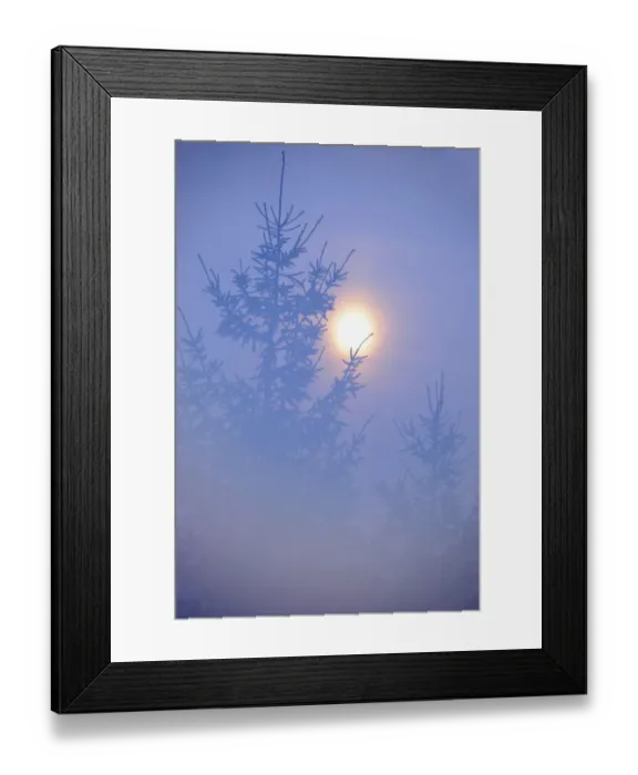 Framed Print : Spruce with full moon shining through fog, Piatra Craiului National Park, Transylvania Framed Print : Spruce with full moon shining through fog, Piatra Craiului National Park, Transylvania