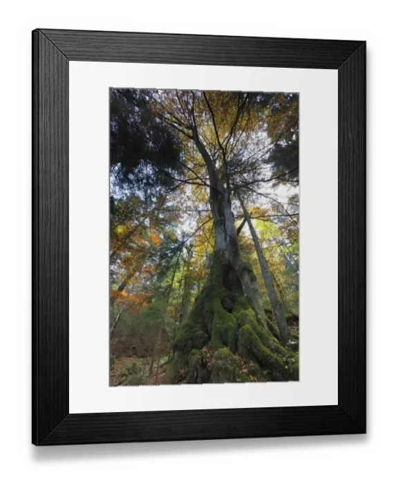 Framed Print : Beech (Fagus sp) roots covered with moss in Valea Crapaturii, Piatra Craiului National Park Framed Print : Beech (Fagus sp) roots covered with moss in Valea Crapaturii, Piatra Craiului National Park
