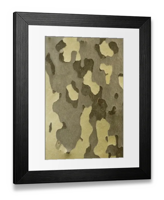 Framed Print : Close up of bark of Oriental plane tree (Platanus orientalis) Meteora, Greece, October Framed Print : Close up of bark of Oriental plane tree (Platanus orientalis) Meteora, Greece, October