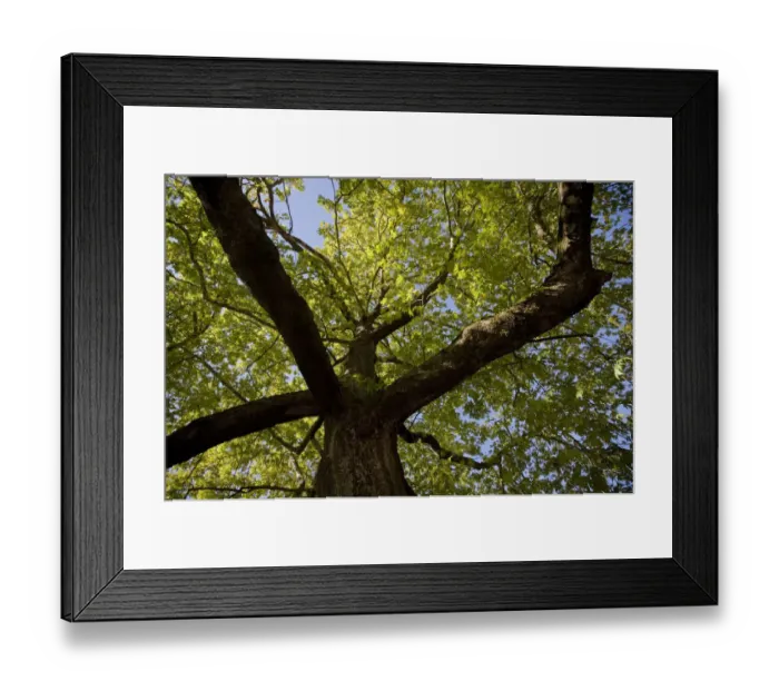 Framed Print : Oriental plane tree (Platanus orientalis) Metsovo town, Valia Calda, Pindos NP, Pindos Mountains Framed Print : Oriental plane tree (Platanus orientalis) Metsovo town, Valia Calda, Pindos NP, Pindos Mountains