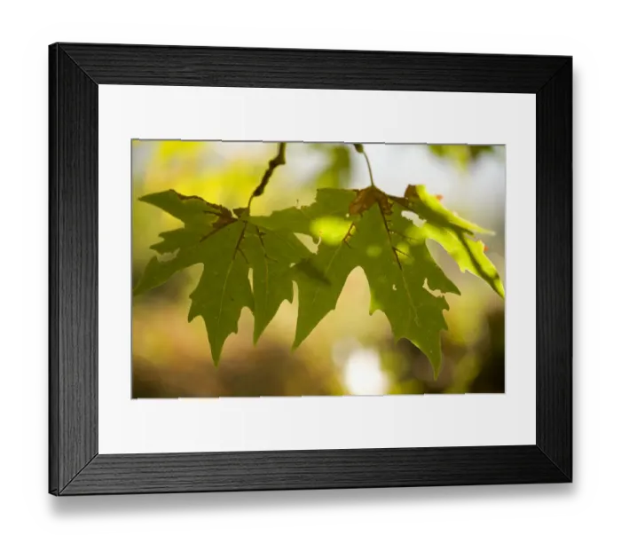 Framed Print : Oriental plane tree (Platanus orientalis) leaves, Meteora, Greece, October 2008 Framed Print : Oriental plane tree (Platanus orientalis) leaves, Meteora, Greece, October 2008