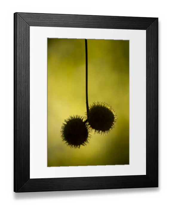 Framed Print : Oriental plane tree (Platanus orientalis) fruits, Meteora, Greece, October 2008 Framed Print : Oriental plane tree (Platanus orientalis) fruits, Meteora, Greece, October 2008