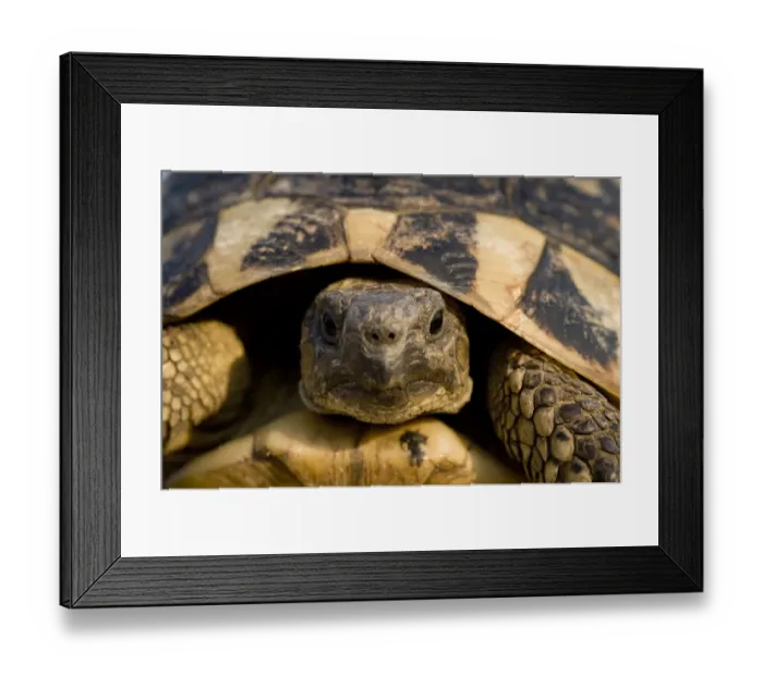 Framed Print : Hermanns tortoise (Testudo hermanni) portrait, near Meteora, Greece, October 2008