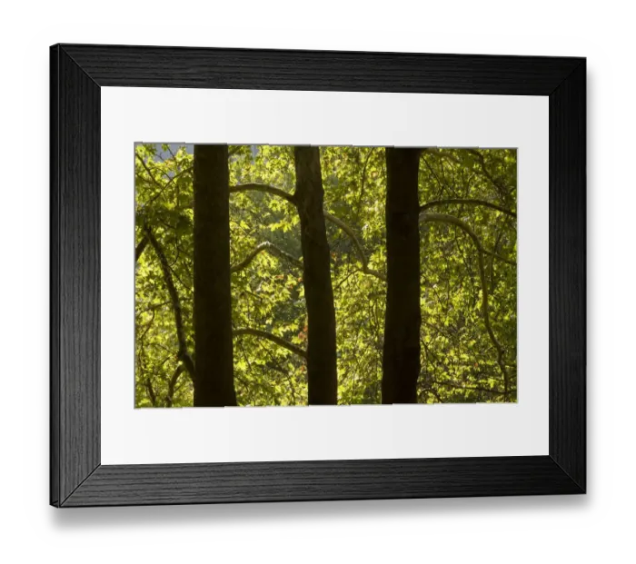 Framed Print : Oriental plane tree (Platanus orientalis) trunks, Meteora, Greece, October 2008 Framed Print : Oriental plane tree (Platanus orientalis) trunks, Meteora, Greece, October 2008