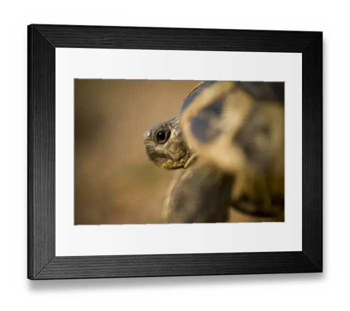 Framed Print : Hermanns tortoise (Testudo hermanni) near Meteora, Greece, October 2008 Framed Print : Hermanns tortoise (Testudo hermanni) near Meteora, Greece, October 2008