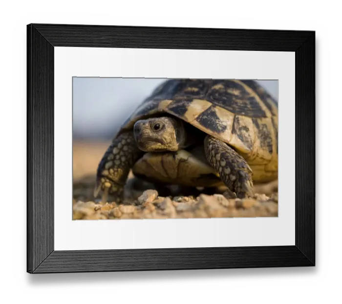 Framed Print : Hermanns tortoise (Testudo hermanni) portrait, near Meteora, Greece, October 2008 Framed Print : Hermanns tortoise (Testudo hermanni) portrait, near Meteora, Greece, October 2008