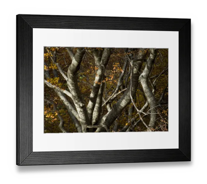 Framed Print : Beech trees (Fagus sylvatica) in autumn, Valia Calda, Pindos NP, Pindos Mountains Framed Print : Beech trees (Fagus sylvatica) in autumn, Valia Calda, Pindos NP, Pindos Mountains