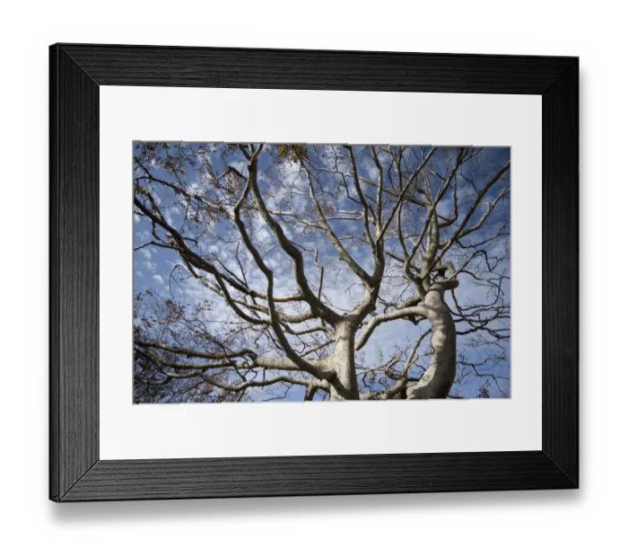 Framed Print : Beech (Fagus sylvatica) trees in autumn having lost most of their leaves, Valia Calda Framed Print : Beech (Fagus sylvatica) trees in autumn having lost most of their leaves, Valia Calda