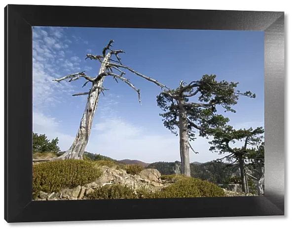 Balkan Pine (Pinus leucodermis) trees at high altitude, Valia Calda, Pindos NP