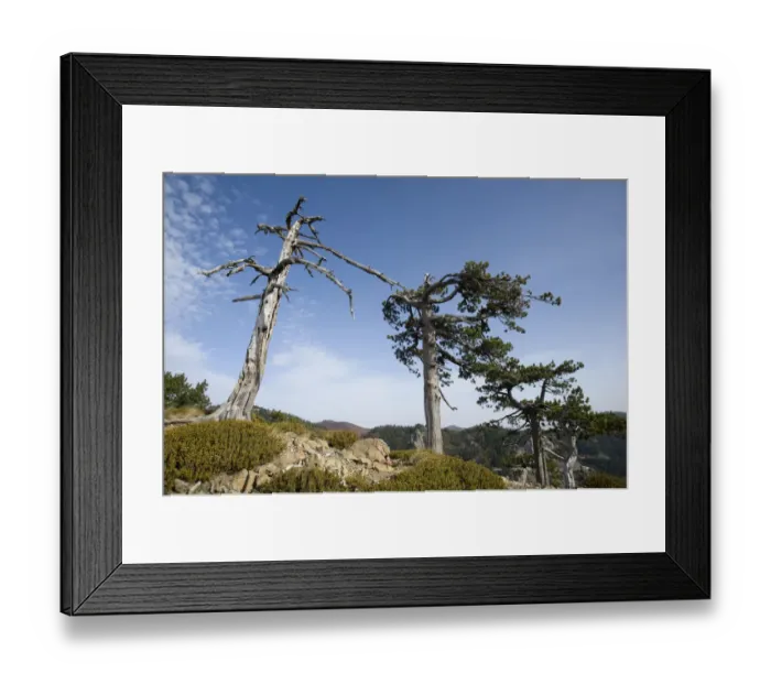 Framed Print : Balkan Pine (Pinus leucodermis) trees at high altitude, Valia Calda, Pindos NP Framed Print : Balkan Pine (Pinus leucodermis) trees at high altitude, Valia Calda, Pindos NP