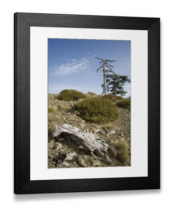 Framed Print : Balkan Pine (Pinus leucodermis) trees at high altitude, Valia Calda, Pindos NP Framed Print : Balkan Pine (Pinus leucodermis) trees at high altitude, Valia Calda, Pindos NP