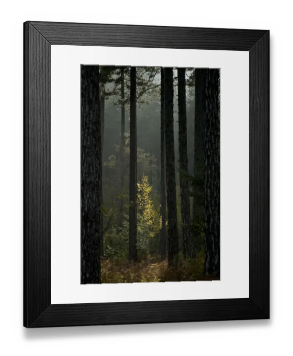 Framed Print : Trunks in Pine (Pinus nigra) forest, Valia Calda, Pindos NP, Pindos Mountains, Greece Framed Print : Trunks in Pine (Pinus nigra) forest, Valia Calda, Pindos NP, Pindos Mountains, Greece