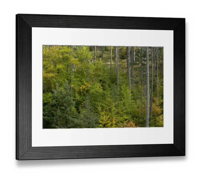 Framed Print : Mixed forest area with young trees, Valia Calda, Pindos NP, Pindos Mountains, Greece Framed Print : Mixed forest area with young trees, Valia Calda, Pindos NP, Pindos Mountains, Greece
