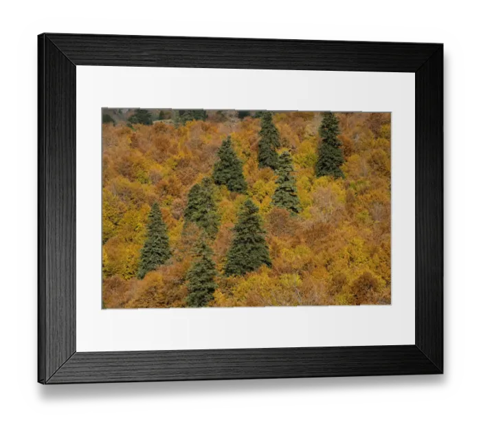 Framed Print : Black Pine (Pinus nigra) and Beech (Fagus sylvatica) forest, Valia Calda, Pindos NP Framed Print : Black Pine (Pinus nigra) and Beech (Fagus sylvatica) forest, Valia Calda, Pindos NP