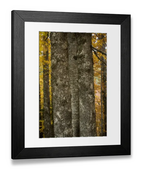 Framed Print : Tree trunks in Beech (Fagus sylvatica) forest, Valia Calda, Pindos NP, Pindos Mountains Framed Print : Tree trunks in Beech (Fagus sylvatica) forest, Valia Calda, Pindos NP, Pindos Mountains