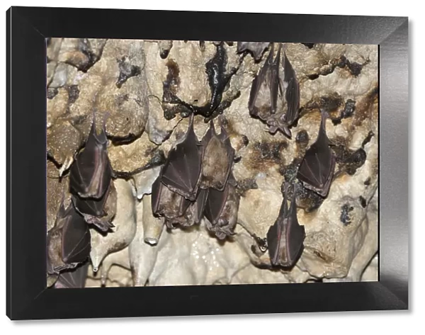 Greater Horseshoe Bats (Rhinolophus ferrumequinum) roosting, Piatra Craiului National Park