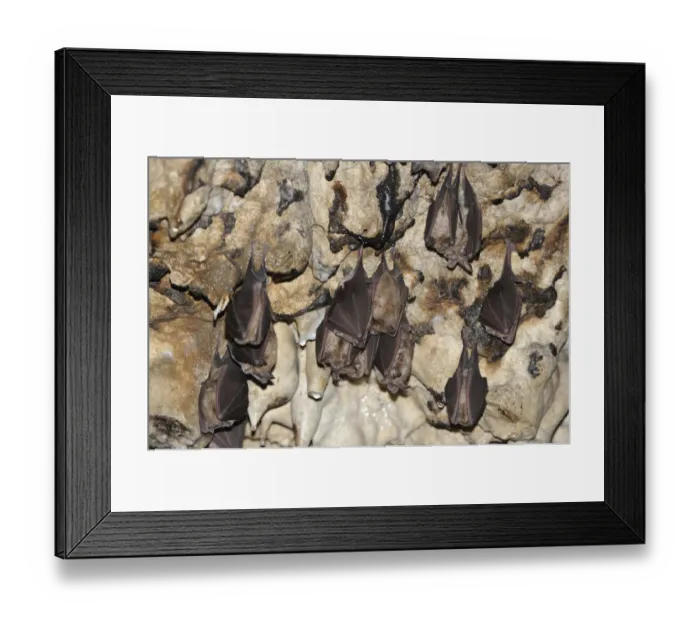 Framed Print : Greater Horseshoe Bats (Rhinolophus ferrumequinum) roosting, Piatra Craiului National Park Framed Print : Greater Horseshoe Bats (Rhinolophus ferrumequinum) roosting, Piatra Craiului National Park