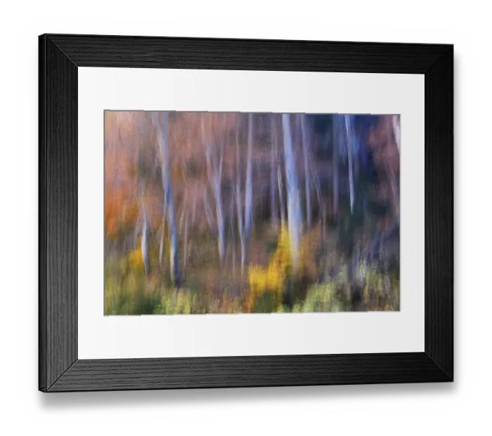 Framed Print : Beech (Fagus sp) forest in autumn, soft focus, Piatra Craiului National Park, Transylvania Framed Print : Beech (Fagus sp) forest in autumn, soft focus, Piatra Craiului National Park, Transylvania