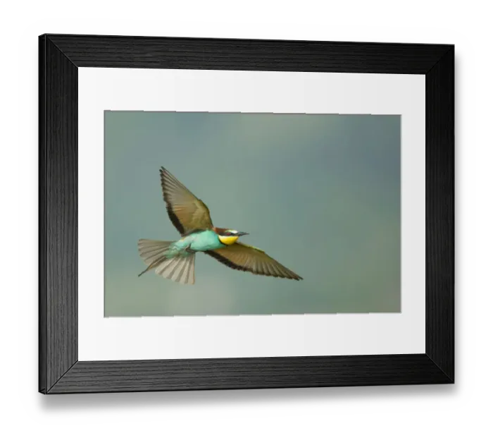 Framed Print : European bee-eater (Merops apiaster) in flight, Bulgaria, May 2008 Framed Print : European bee-eater (Merops apiaster) in flight, Bulgaria, May 2008