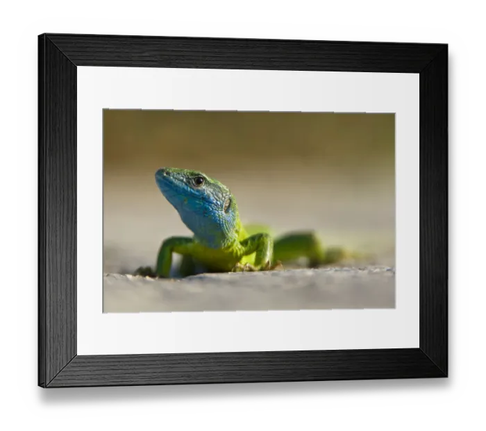 Framed Print : European Green Lizard (Lacerta viridis) Bulgaria, May 2008. WWE INDOOR EXHIBITION Framed Print : European Green Lizard (Lacerta viridis) Bulgaria, May 2008. WWE INDOOR EXHIBITION