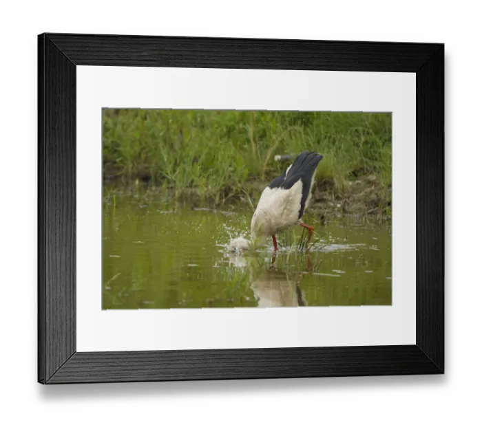 Framed Print : White Stork (Ciconia ciconia) with head underwater, feeding, Bulgaria, May 2008 Framed Print : White Stork (Ciconia ciconia) with head underwater, feeding, Bulgaria, May 2008