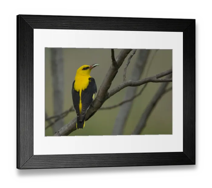 Framed Print : Golden oriole (Oriolus oriolus) male perched, Bulgaria, May 2008
