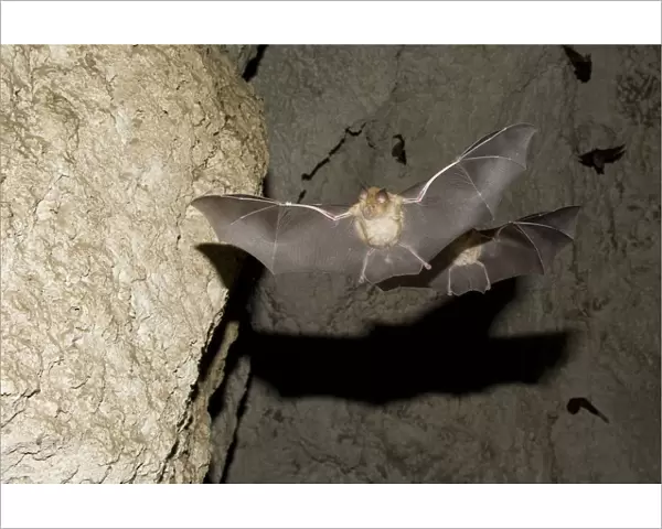 Mehelys Horseshoe Bat (Rhinolophus mehelyi) pregnant female flies from cave
