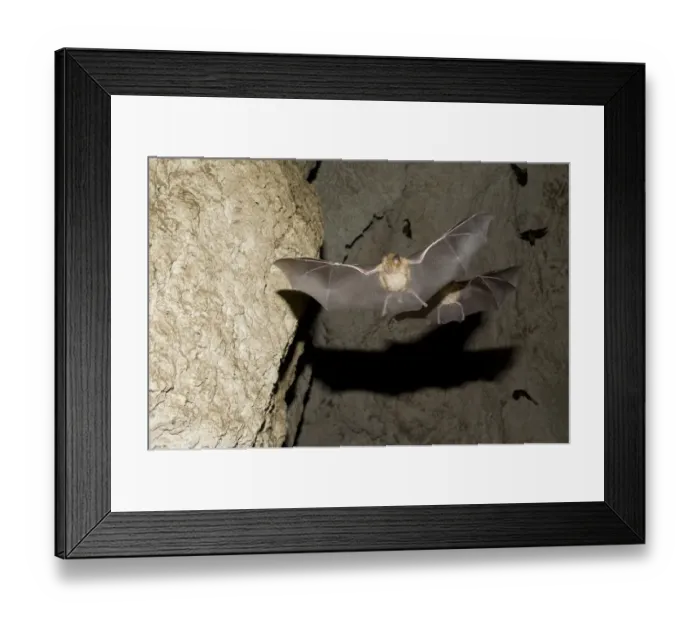 Framed Print : Mehelys Horseshoe Bat (Rhinolophus mehelyi) pregnant female flies from cave Framed Print : Mehelys Horseshoe Bat (Rhinolophus mehelyi) pregnant female flies from cave