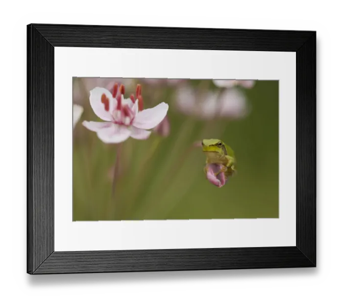 Framed Print : Common tree frog (Hyla arborea) on flowering Rush (Butomus umbellatus) Bulgaria, May 2008 Framed Print : Common tree frog (Hyla arborea) on flowering Rush (Butomus umbellatus) Bulgaria, May 2008
