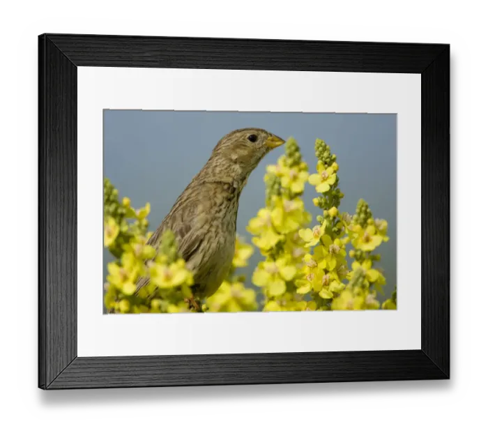 Framed Print : Corn bunting (Emberiza / Miliaria calandra) on Denseflower mullein (Verbascum densiflorum) Bulgaria Framed Print : Corn bunting (Emberiza / Miliaria calandra) on Denseflower mullein (Verbascum densiflorum) Bulgaria