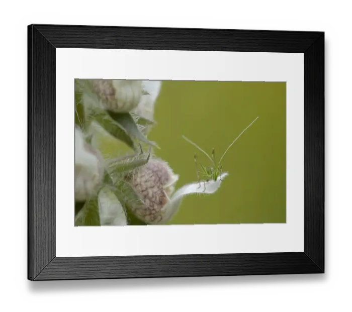 Framed Print : Juvenile Grasshopper on a woolly Foxglove flower(Digitalis lanata) Bulgaria, May 2008 Framed Print : Juvenile Grasshopper on a woolly Foxglove flower(Digitalis lanata) Bulgaria, May 2008