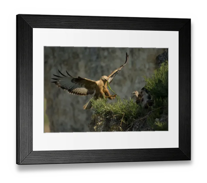 Framed Print : Long-legged buzzard (Buteo rufinus) landing at nest, with lizard prey for chicks Framed Print : Long-legged buzzard (Buteo rufinus) landing at nest, with lizard prey for chicks