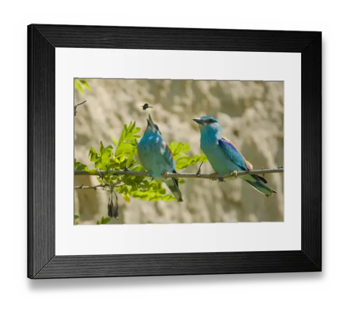 Framed Print : Common roller (Coracias garrulus) female feeding on its courtship gift, Bulgaria Framed Print : Common roller (Coracias garrulus) female feeding on its courtship gift, Bulgaria