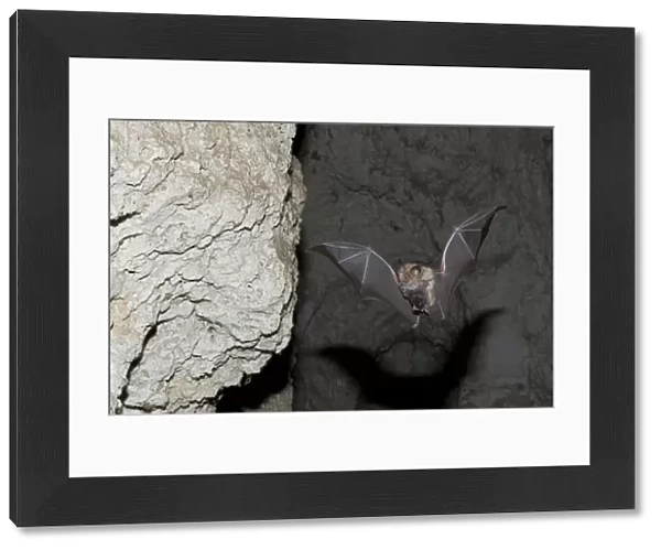 Mehelys Horseshoe bat (Rhinolophus mehelyi) flying carrying baby in cave near Nikopol