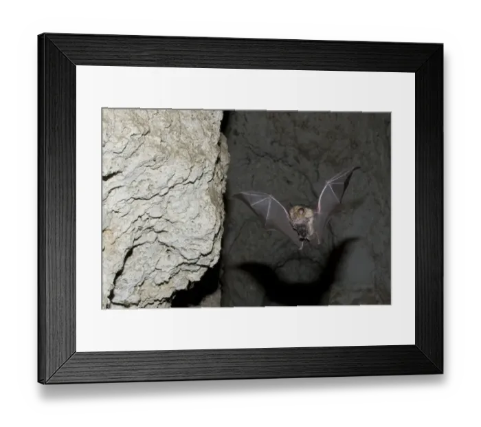 Framed Print : Mehelys Horseshoe bat (Rhinolophus mehelyi) flying carrying baby in cave near Nikopol Framed Print : Mehelys Horseshoe bat (Rhinolophus mehelyi) flying carrying baby in cave near Nikopol