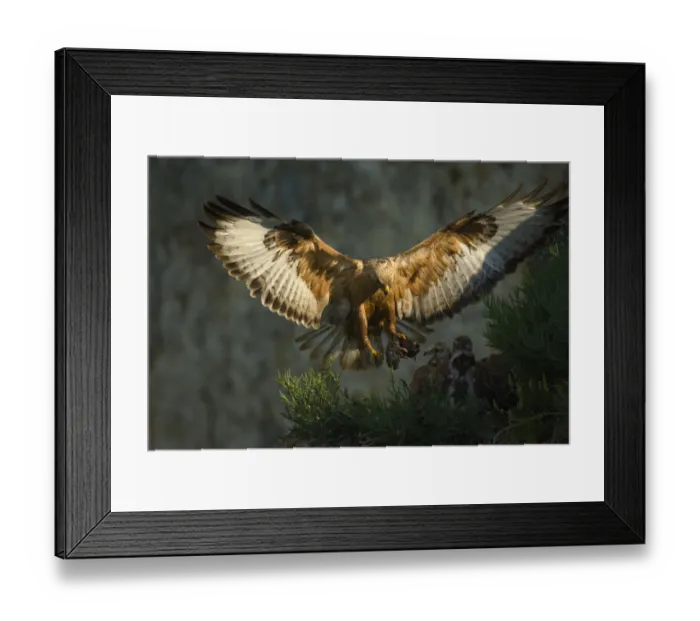 Framed Print : Long-legged buzzard (Buteo rufinus) landing at nest with food fo young, Bulgaria Framed Print : Long-legged buzzard (Buteo rufinus) landing at nest with food fo young, Bulgaria
