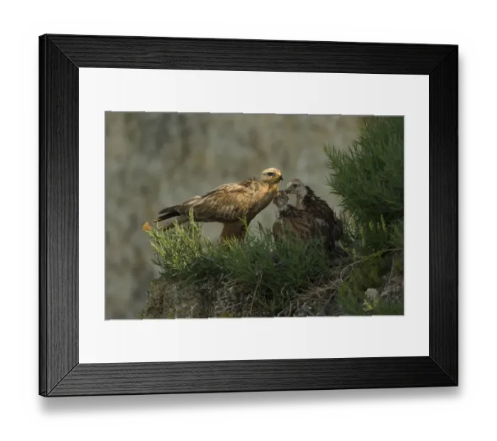 Framed Print : Long-legged buzzard (Buteo rufinus) at nest, with young, Bulgaria, May 2008 Framed Print : Long-legged buzzard (Buteo rufinus) at nest, with young, Bulgaria, May 2008