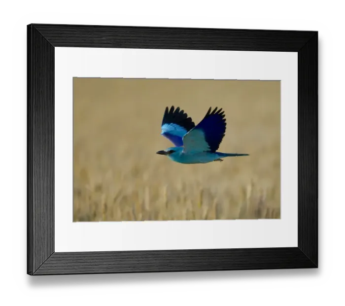Framed Print : Common roller (Coracias garrulus) in flight, Bulgaria, May 2008 Framed Print : Common roller (Coracias garrulus) in flight, Bulgaria, May 2008