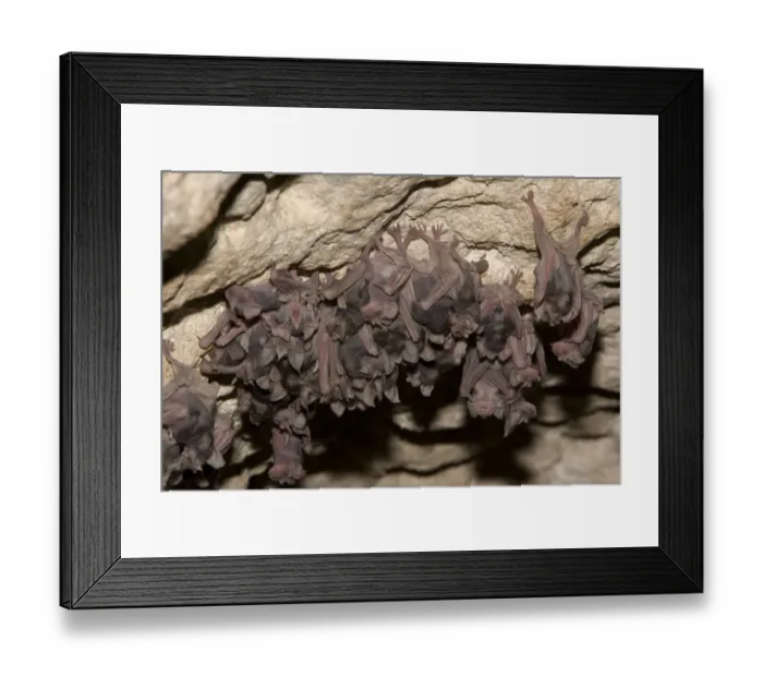 Framed Print : Juvenile Mehelys Horseshoe bat ( Rhinolophus mehelyi) roosting in a cave near Nikopol Framed Print : Juvenile Mehelys Horseshoe bat ( Rhinolophus mehelyi) roosting in a cave near Nikopol