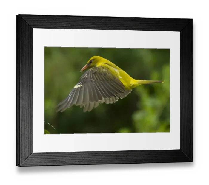 Framed Print : Golden oriole (Oriolus oriolus) female in flight to nest, Bulgaria, May 2008 Framed Print : Golden oriole (Oriolus oriolus) female in flight to nest, Bulgaria, May 2008