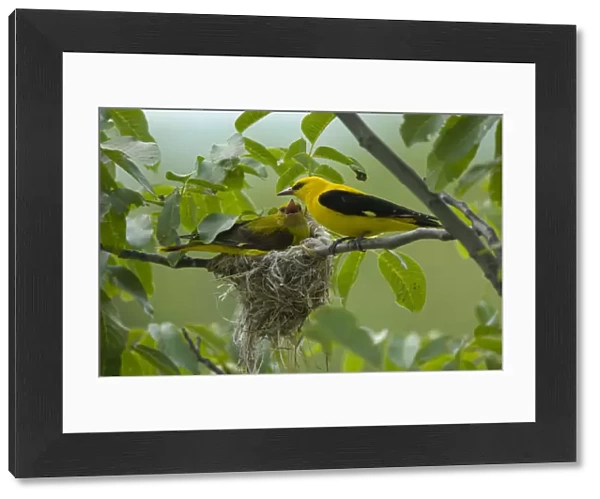 Golden oriole (Oriolus oriolus) pair at nest, Bulgaria, May 2008