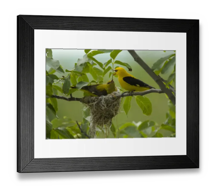 Framed Print : Golden oriole (Oriolus oriolus) pair at nest, Bulgaria, May 2008 Framed Print : Golden oriole (Oriolus oriolus) pair at nest, Bulgaria, May 2008