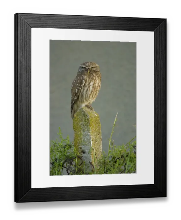 Framed Print : Little owl (Athene noctua) perched on post, Bulgaria, May 2008 Framed Print : Little owl (Athene noctua) perched on post, Bulgaria, May 2008