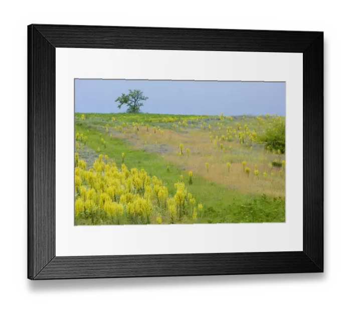 Framed Print : Fallow ground with Denseflower mullein (Verbascum densiflorum) Bulgaria, May 2008 Framed Print : Fallow ground with Denseflower mullein (Verbascum densiflorum) Bulgaria, May 2008