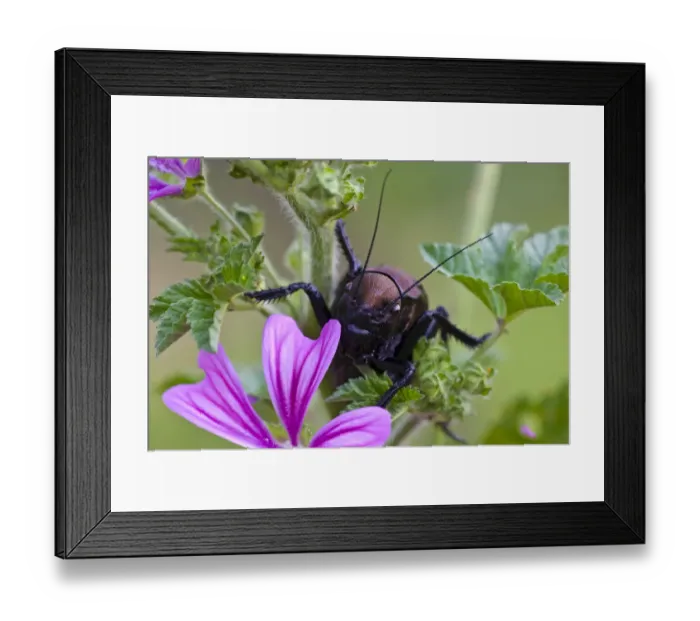 Framed Print : Bush cricket {Deracantha sp} on Mallow flower (Malva sylvestris) Bulgaria, May 2008 Framed Print : Bush cricket {Deracantha sp} on Mallow flower (Malva sylvestris) Bulgaria, May 2008