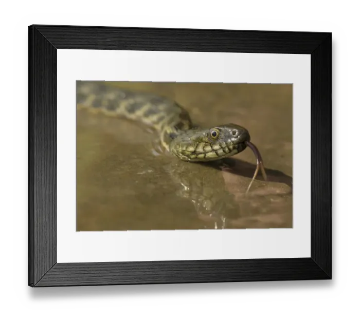 Framed Print : Dice snake (Natrix tessellata) near water, Bulgaria, May 2008 Framed Print : Dice snake (Natrix tessellata) near water, Bulgaria, May 2008