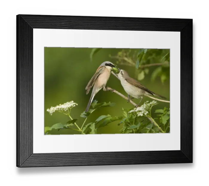 Framed Print : Red-backed shrike (Lanius collurio) pair, male feeding insect to female in courtship Framed Print : Red-backed shrike (Lanius collurio) pair, male feeding insect to female in courtship